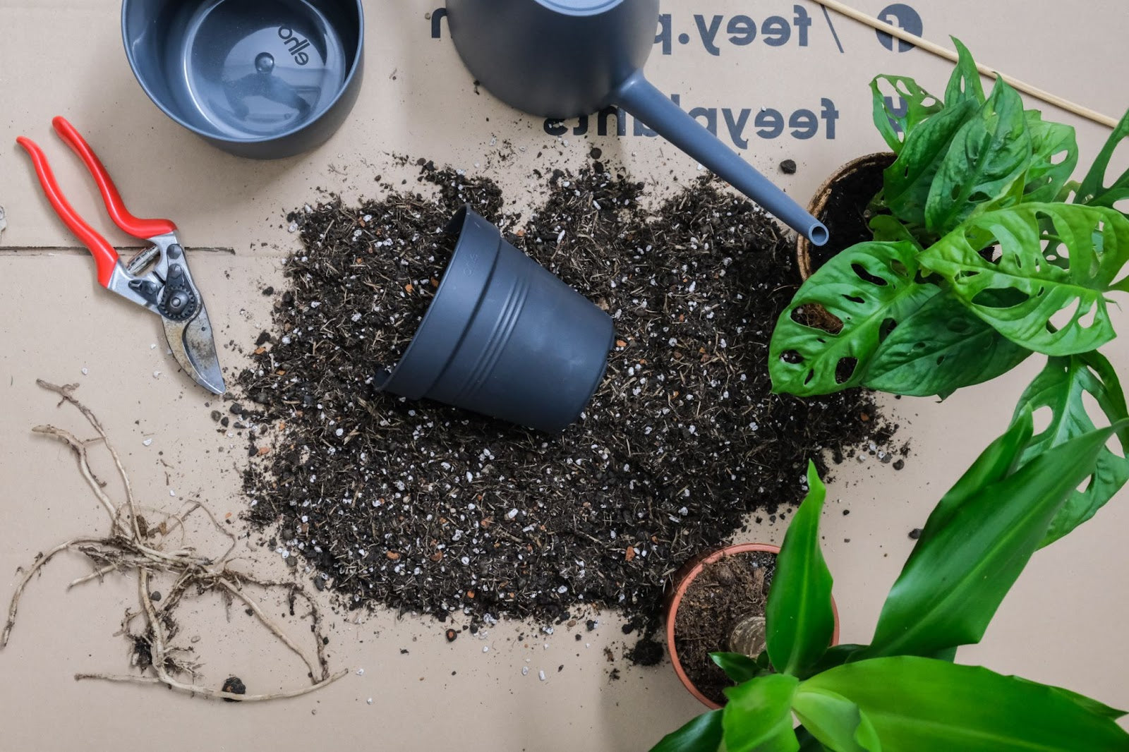 Reviving Your Indoor Garden: Spring Planting Tips and Tricks