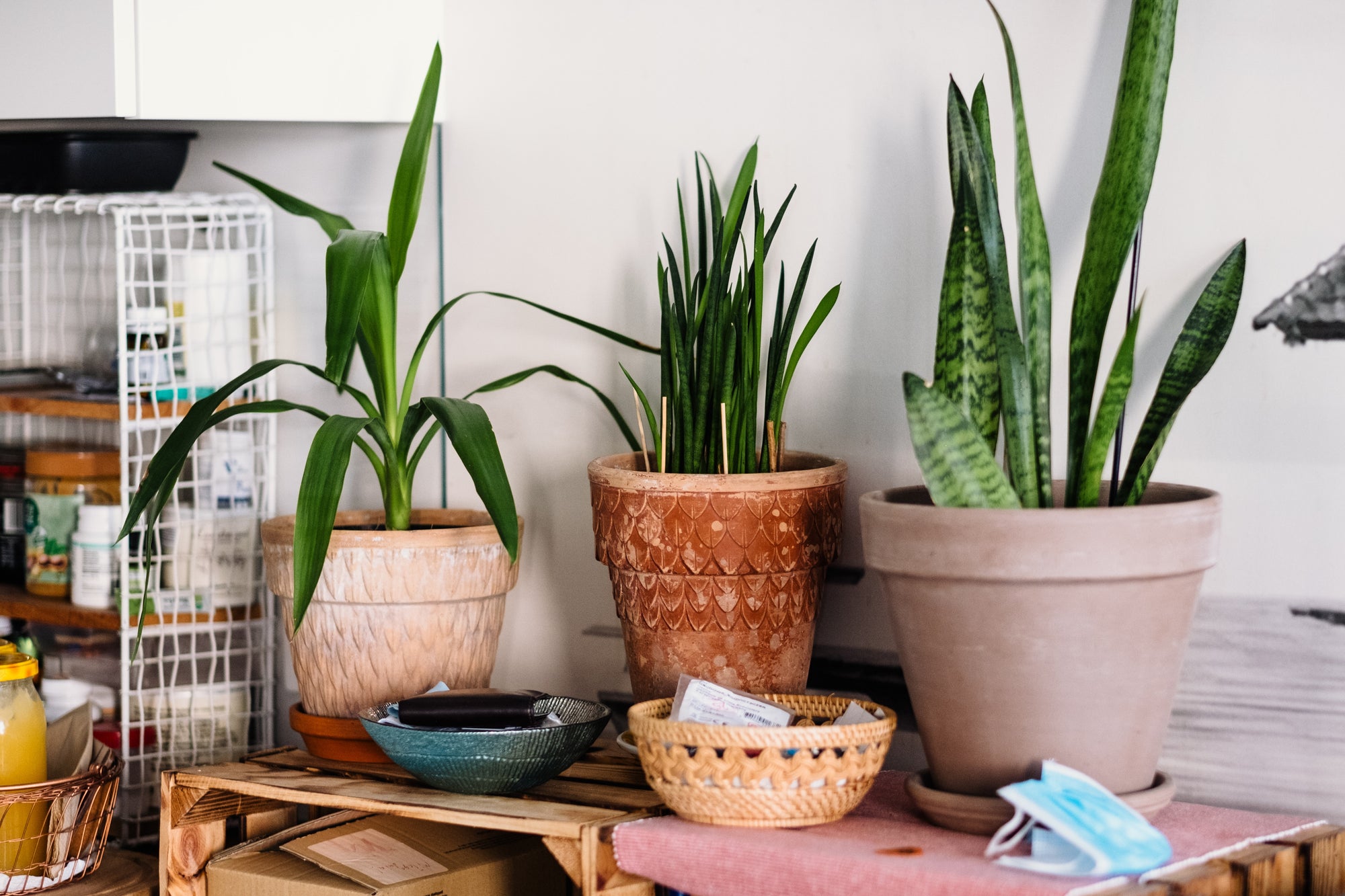Why the Snake Plant (Sansevieria Trifasciata) is a Popular Indoor Choice and Why You Should Consider Having One