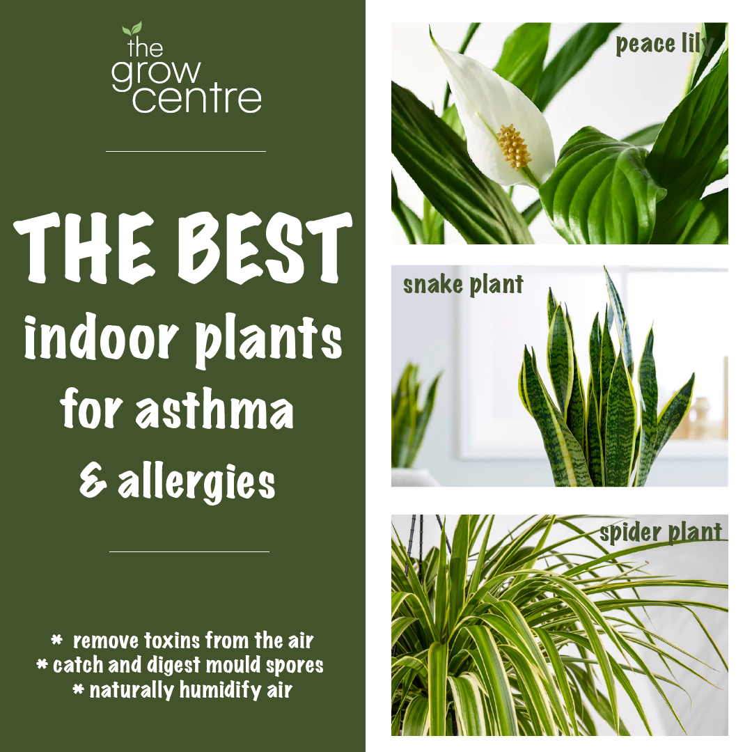 The best indoor plants for asthma and allergies