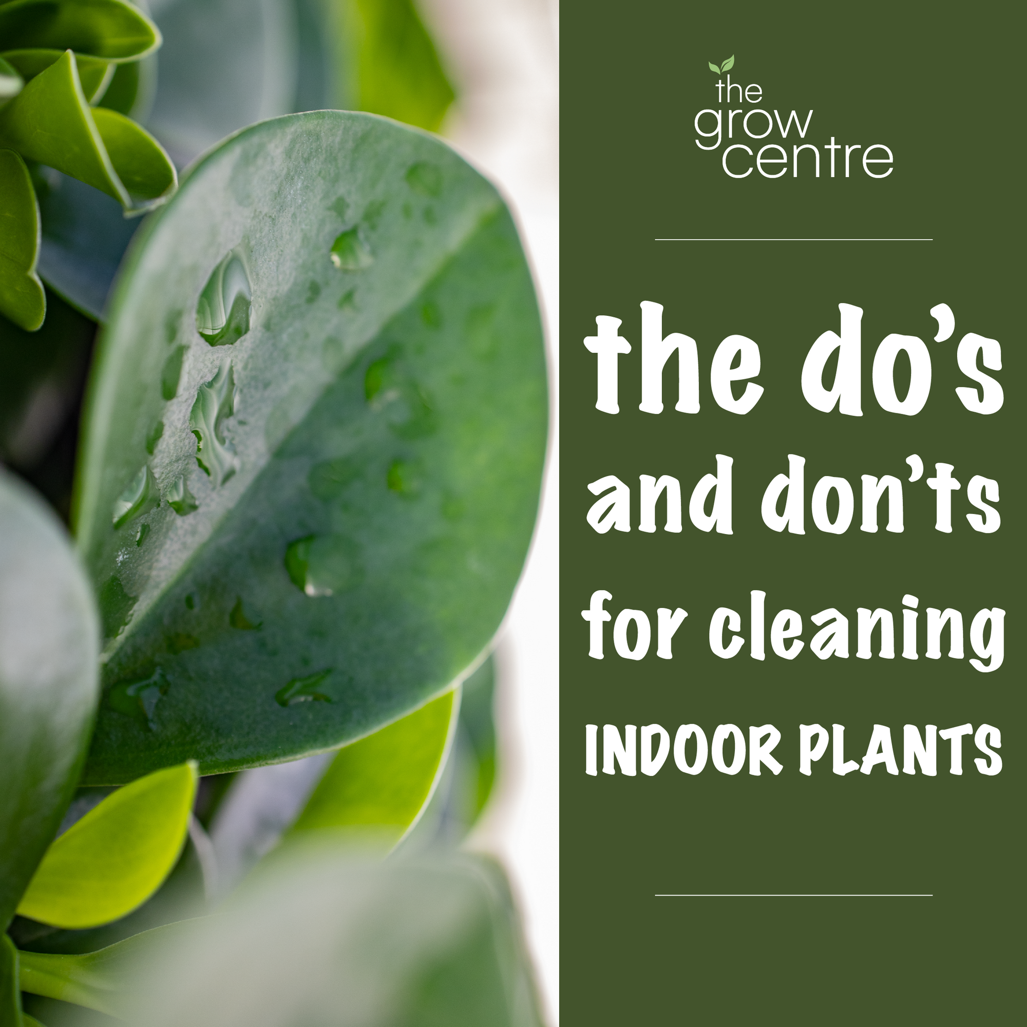 The Do's and Don'ts for cleaning plants