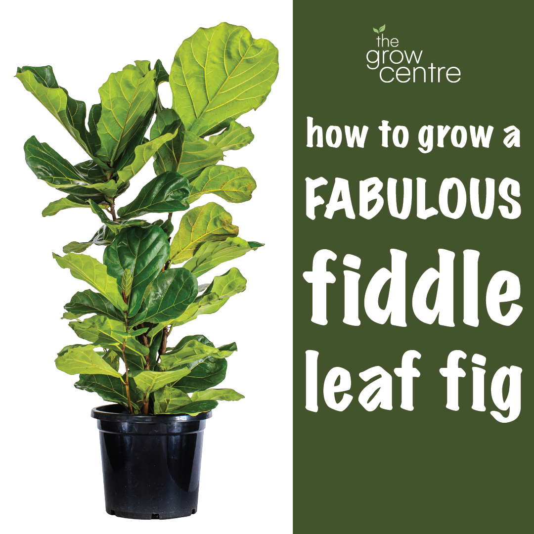 How to grow a fabulous fiddle leaf fig
