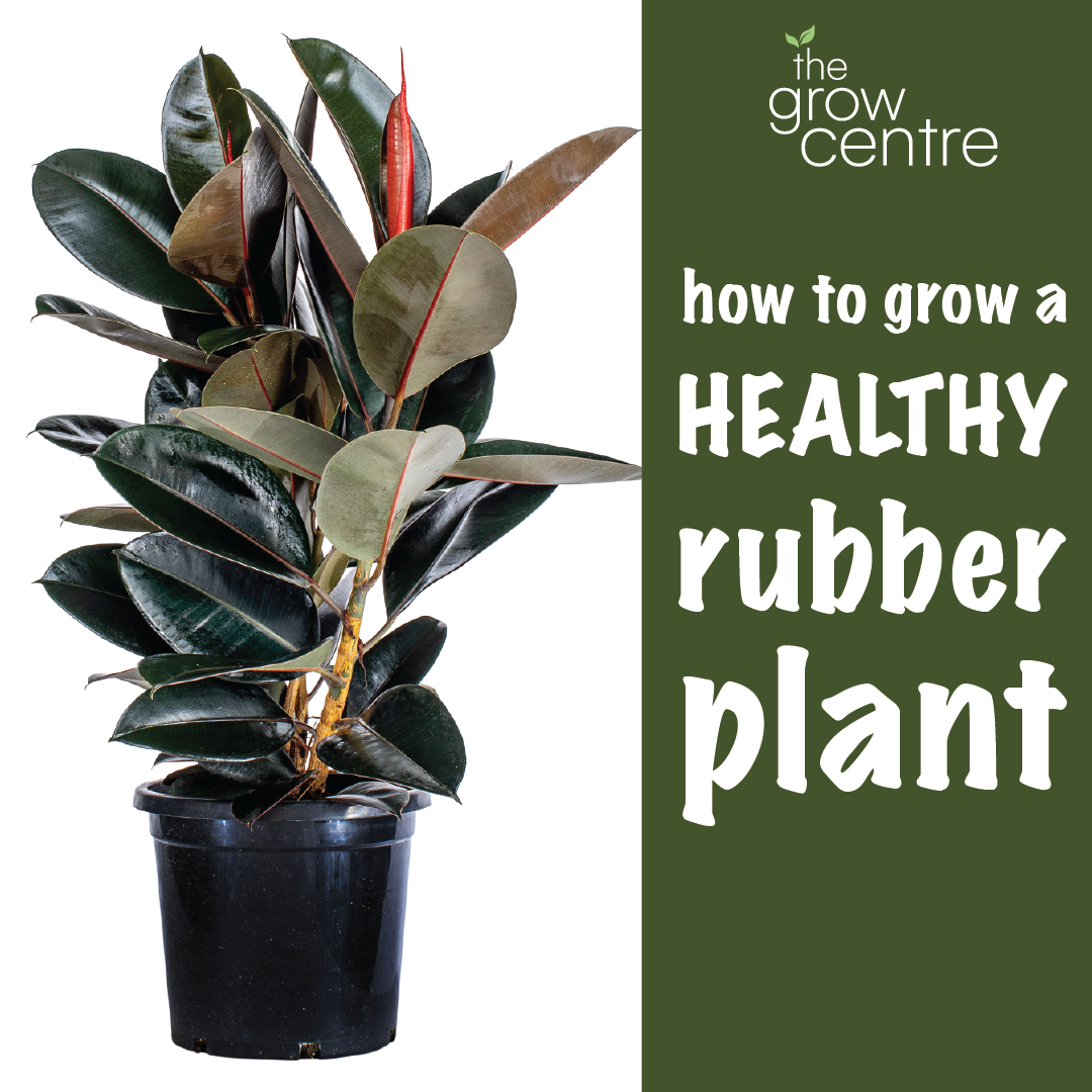 How to grow a rubber plant
