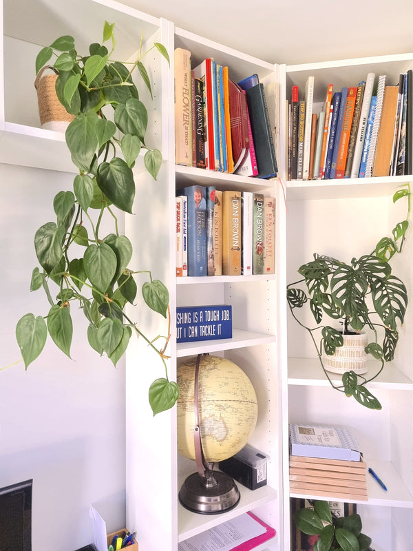 Fake String of Pearls Hanging Plants Vine Shelf Decor Bedroom Aesthetic –  Bloomy Floral