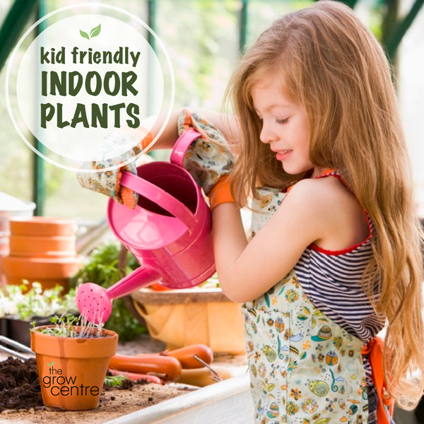 Child Friendly Indoor Plants Australia