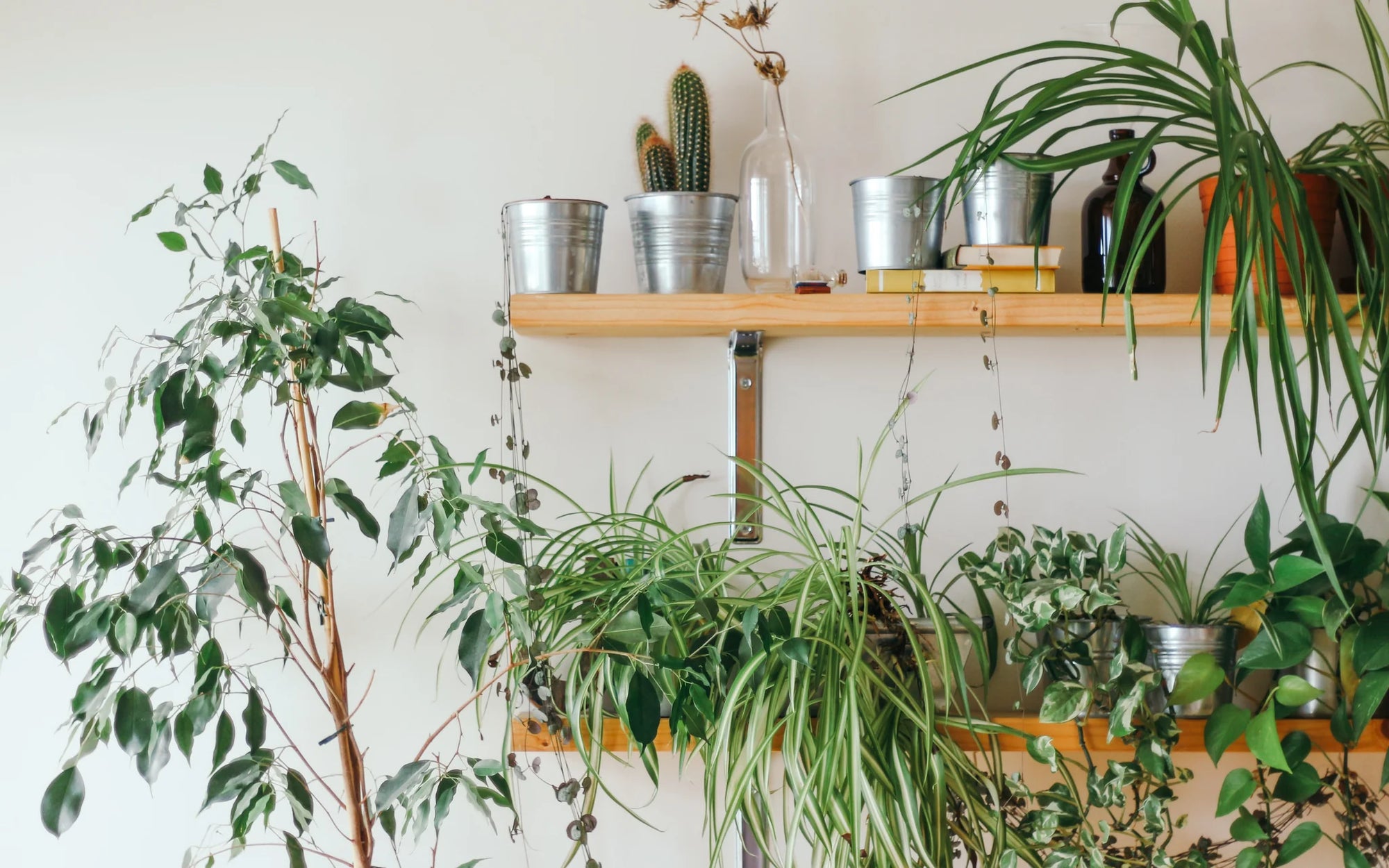 3 Thriving Indoor Plants For Cooler Environments