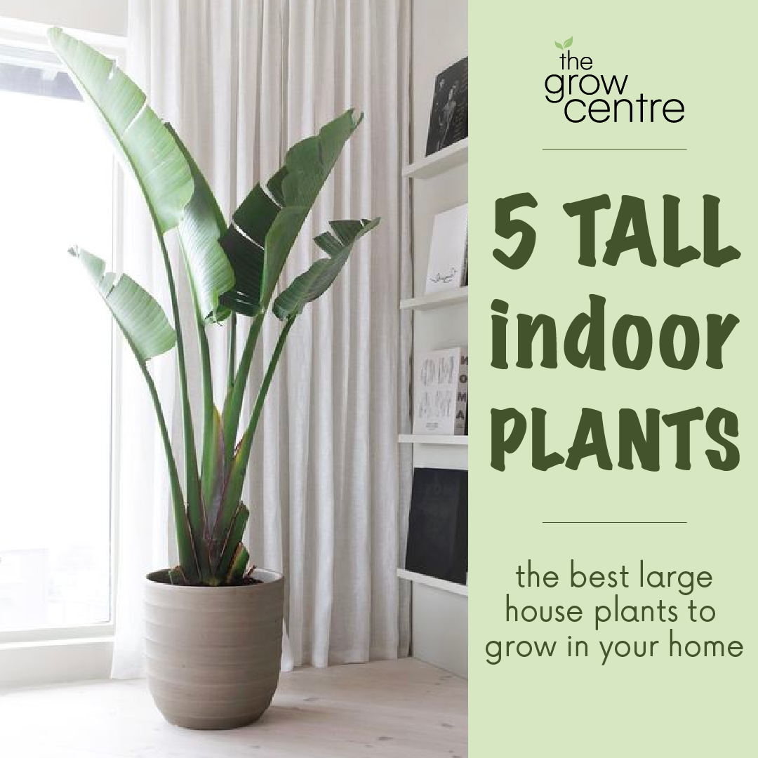 5 of the best TALL indoor plants