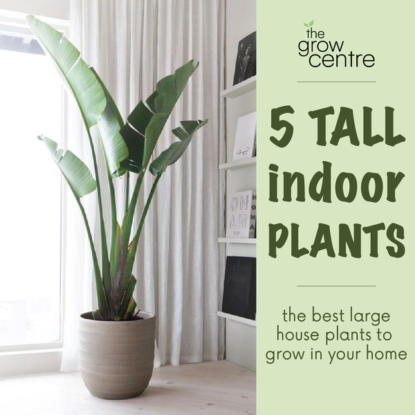 5 of the best TALL indoor plants - The Grow Centre