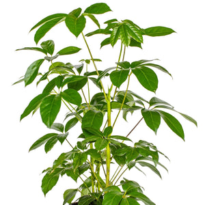 Schefflera Actinophylla - Umbrella Tree