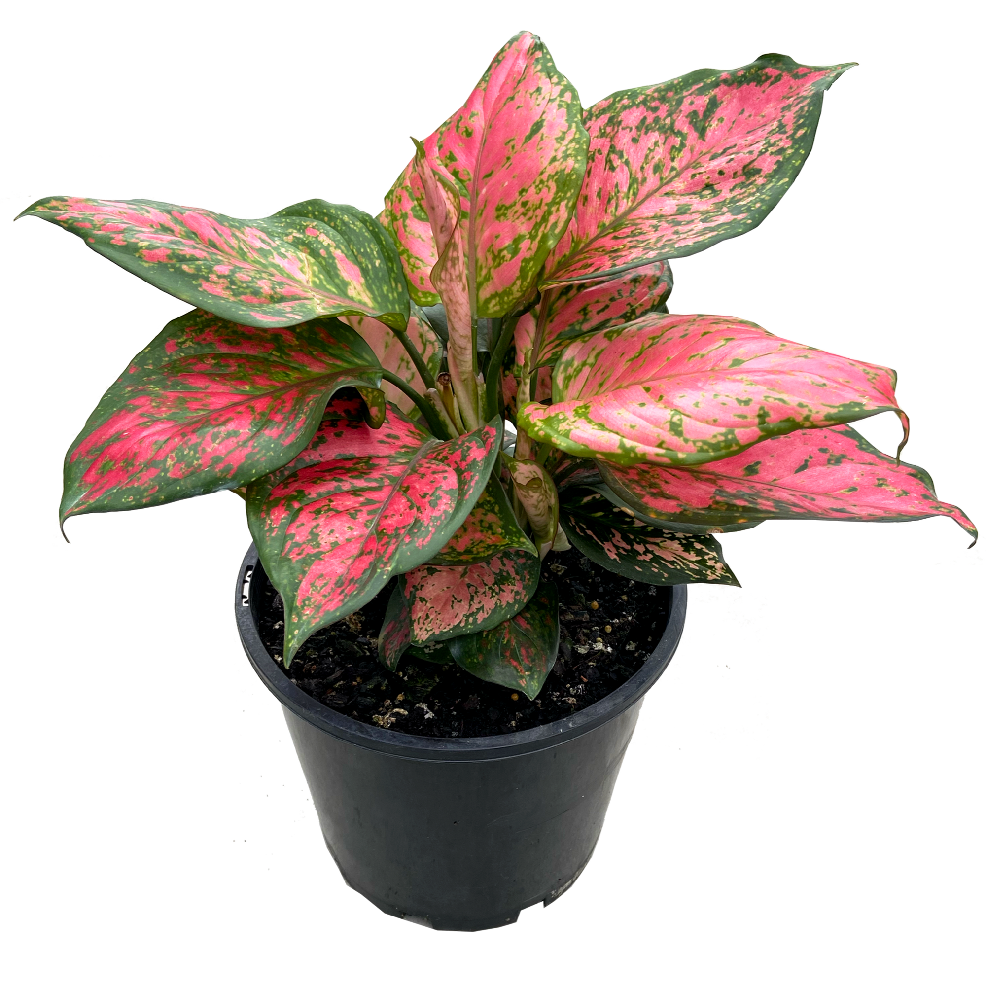 Aglaonema lady valentine pink and green leaves close up