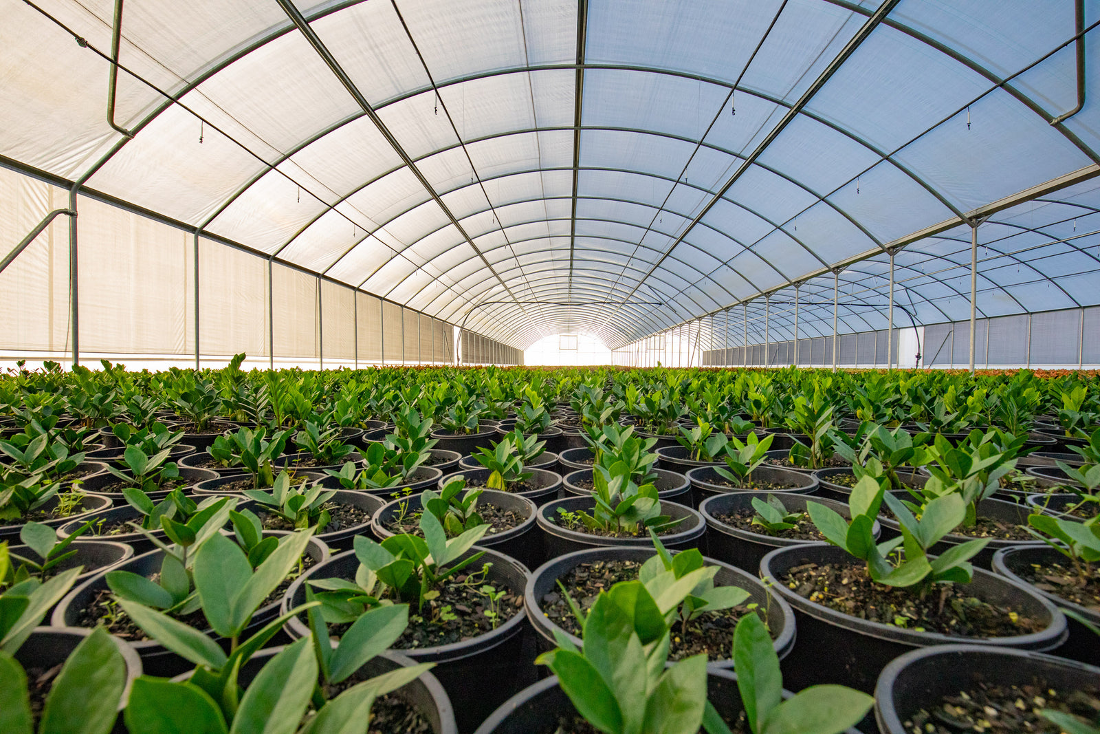 Best nursery in Brisbane