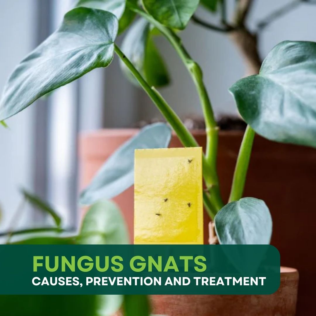 How to stop Fungus Gnats in your Indoor Plants