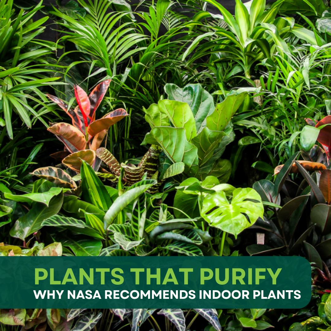 Why NASA Recommends Indoor Plants to Purify your Air
