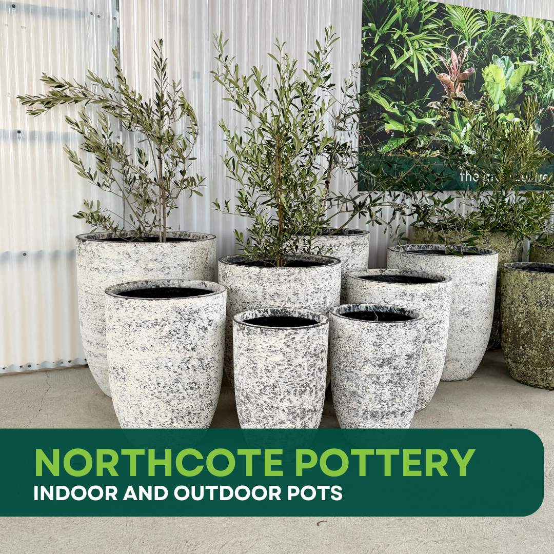 Northcote Pottery Pots for Every Space & Style | The Grow Centre