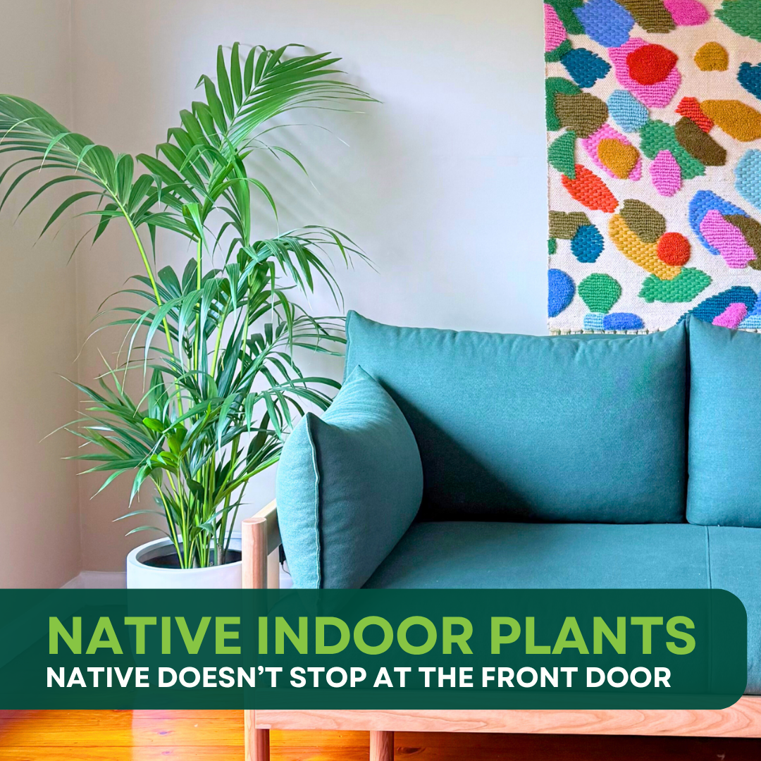 5 Australian Native Plants that Thrive Indoors