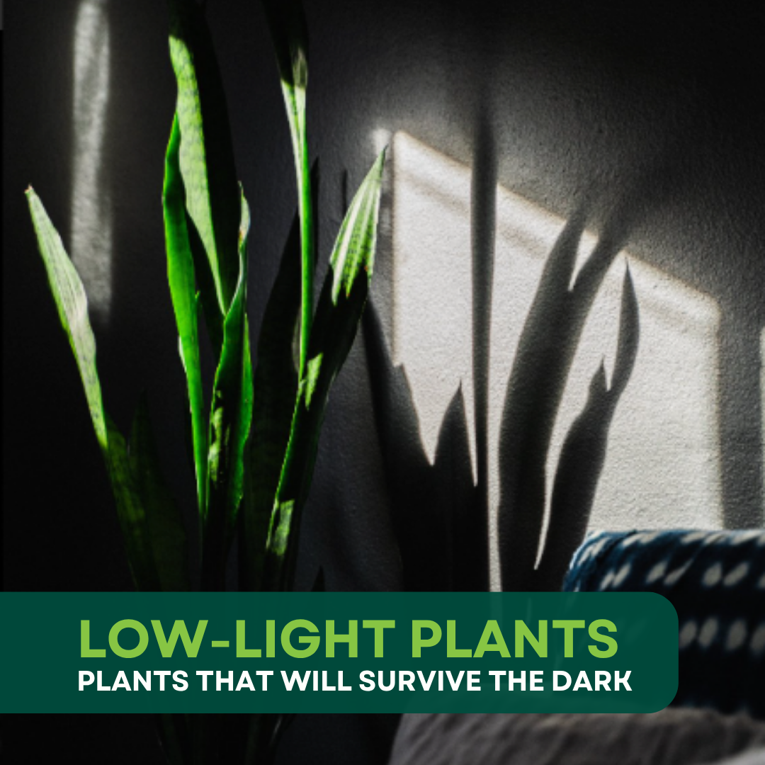 3 of the best Low Light Indoor Plants for your Home or Office
