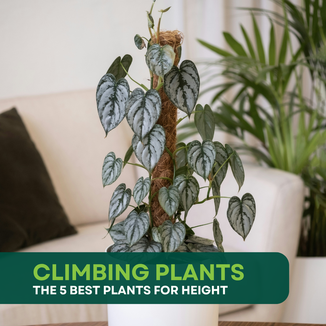 5 of the best Climbing Indoor Plants