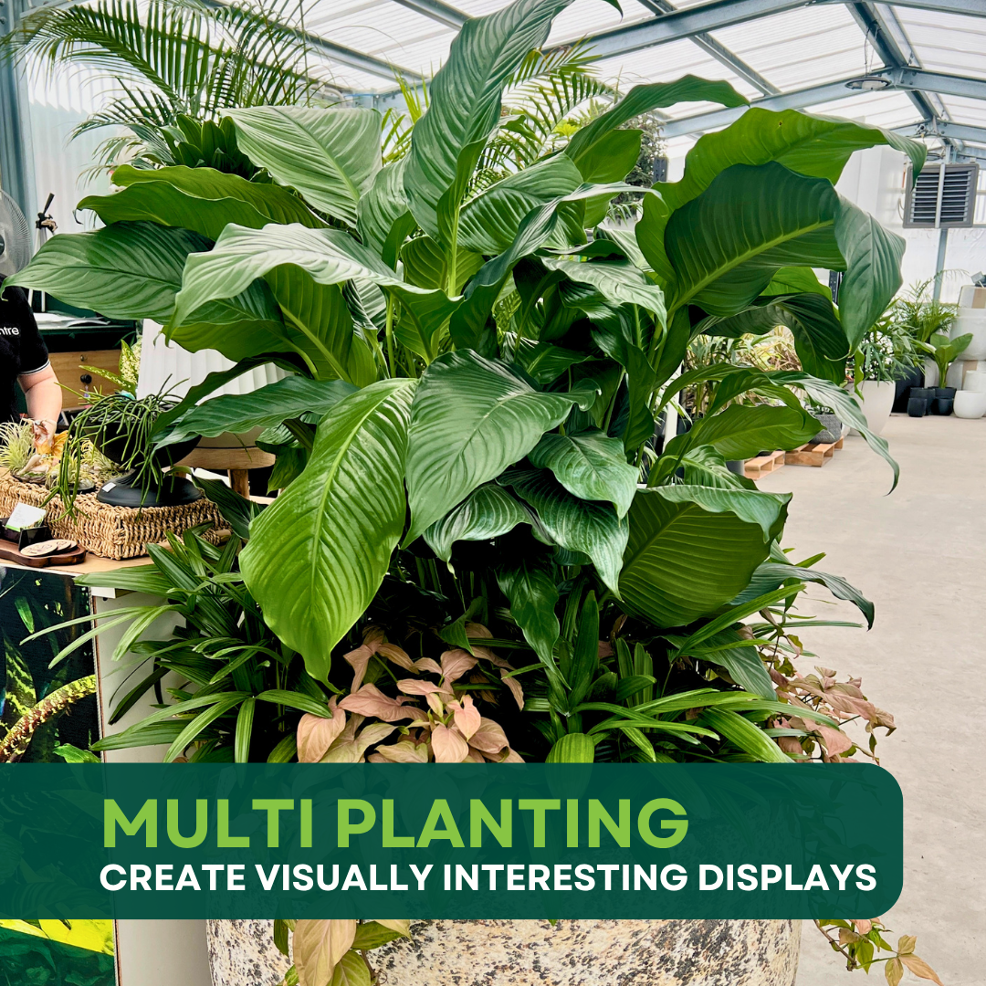 Mastering Multi Planting: How to Create Stunning Mixed Indoor Plant Displays