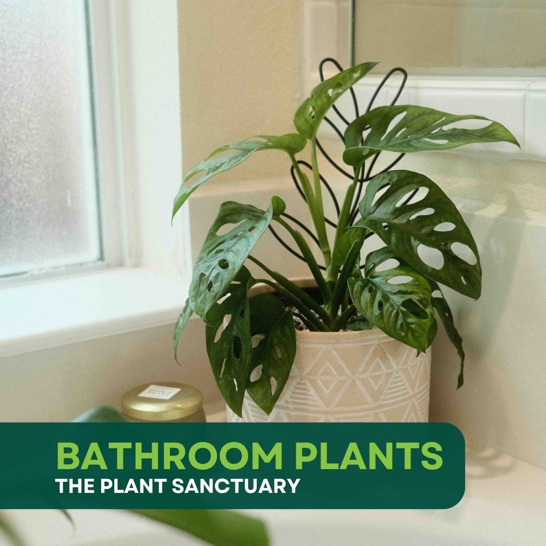 Indoor Plants best for your bathroom melbourne