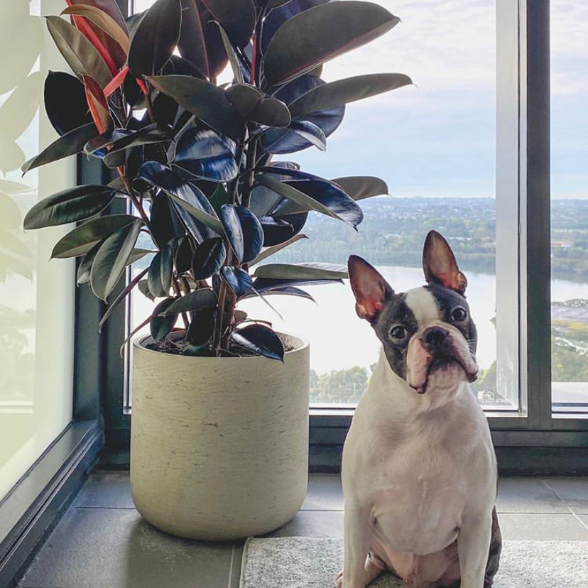 Create a Paw-sitive Indoor Environment with Our Pet-Friendly Plants