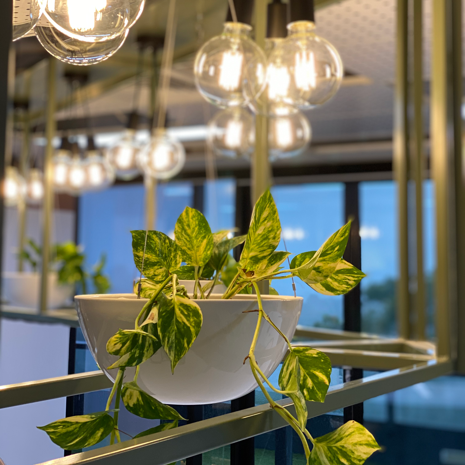 4 Hanging Plant Ideas For a Stunning Vertical Garden