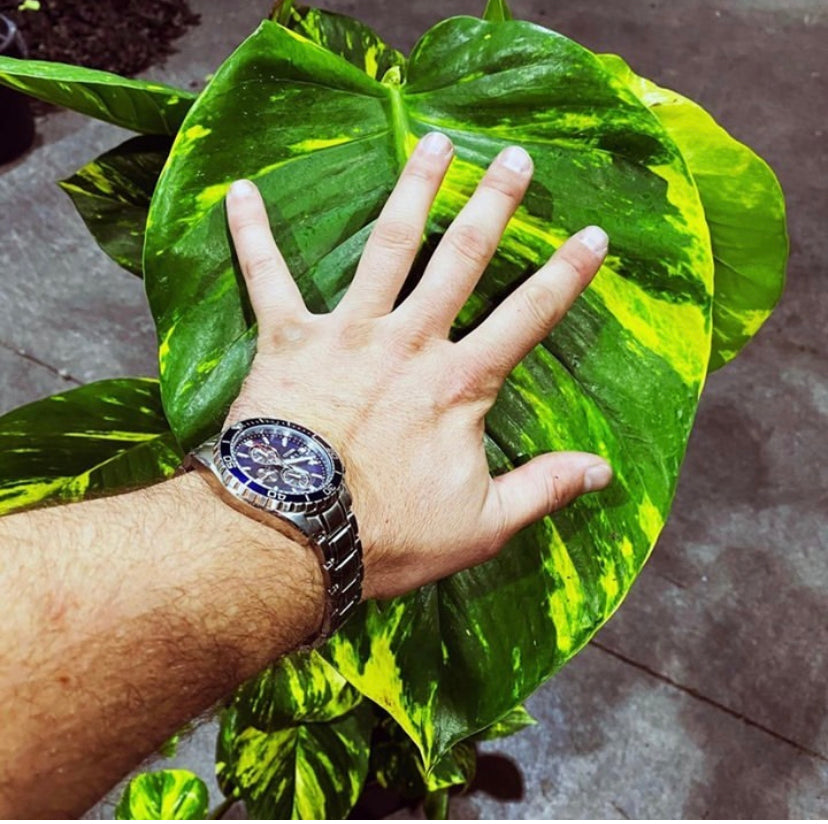 Growing little Devils 😈 (Golden Pothos)