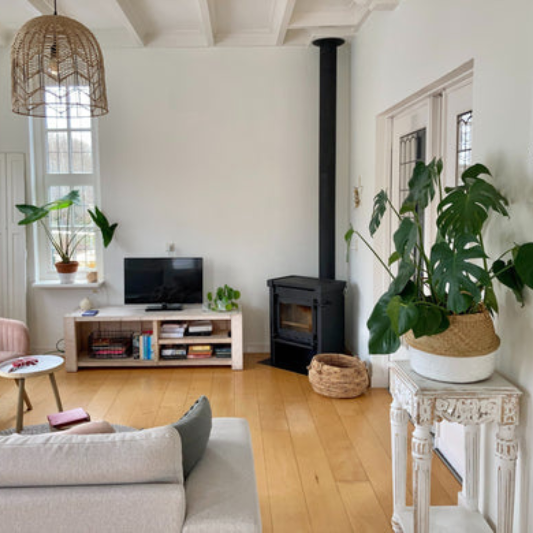 9 Unique Indoor Plants to Spruce Up Your Space