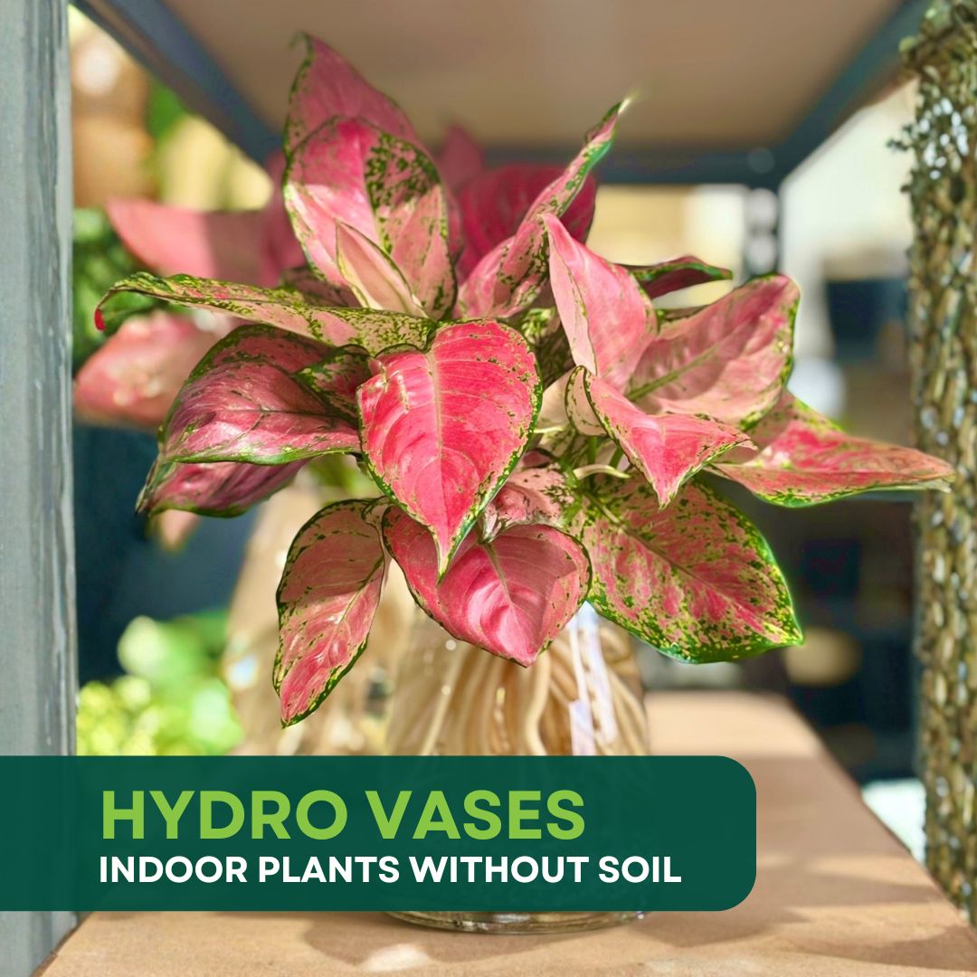 A hydro vase with a Pink Aglaonema in a clear white vase sitting on a shelf in Melbourne