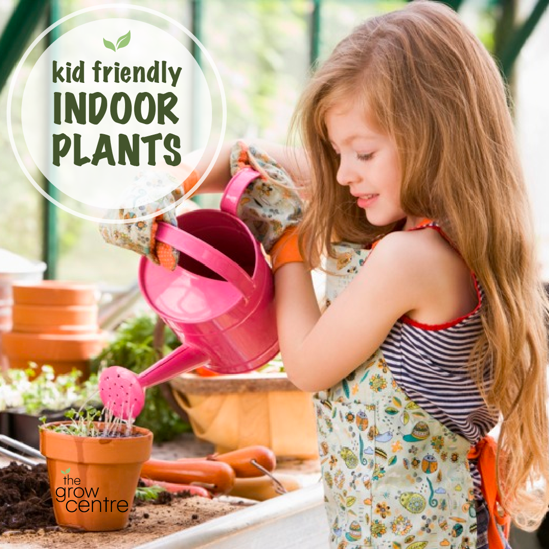 Kid friendly indoor plants