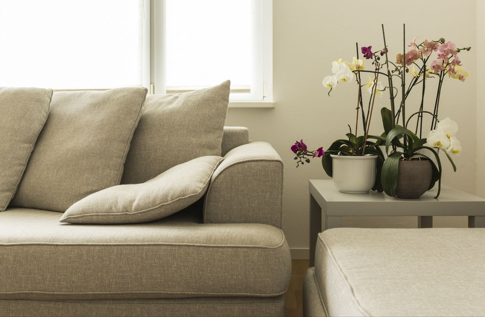 Beautiful Flowers to Brighten Your Home