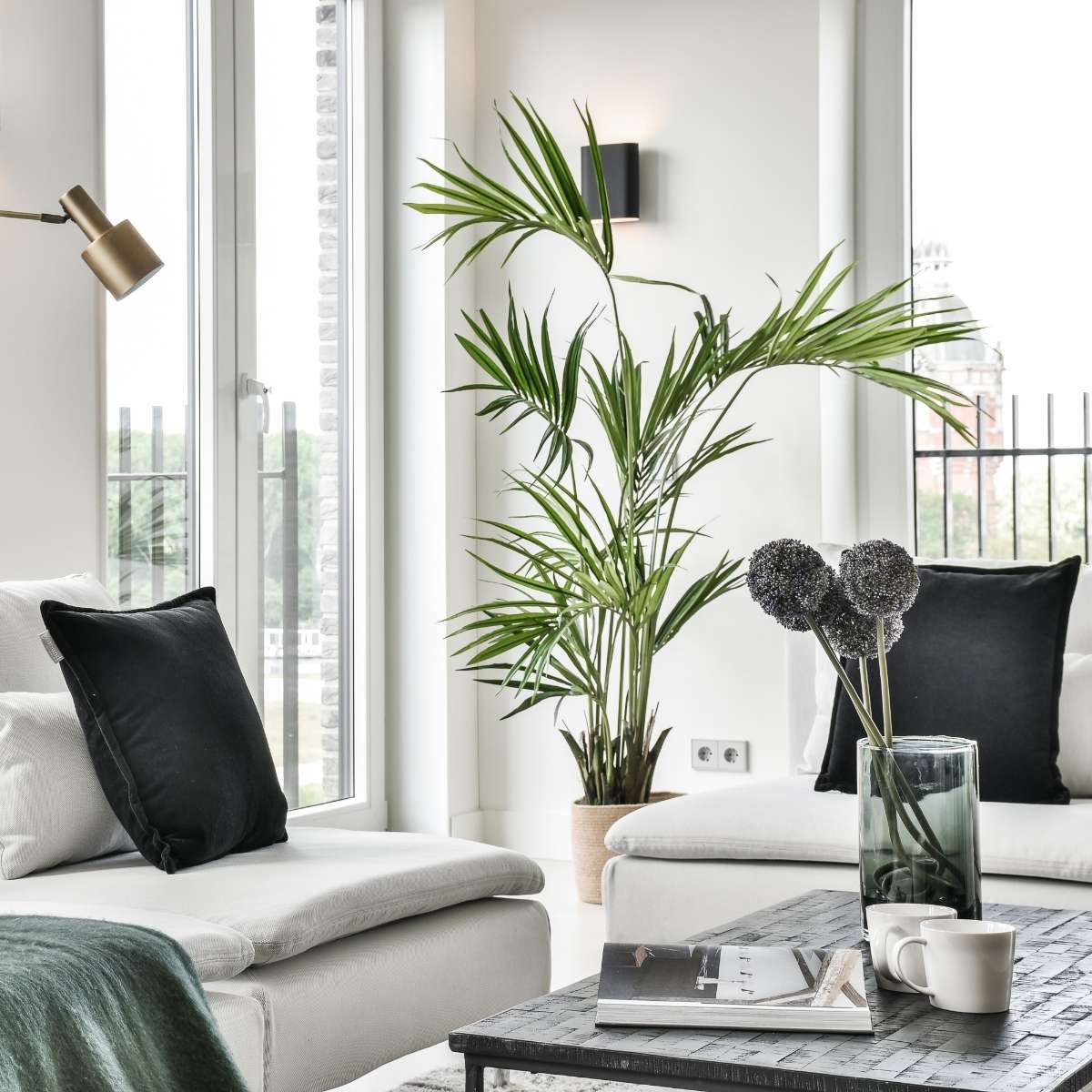 Palm in living room interior