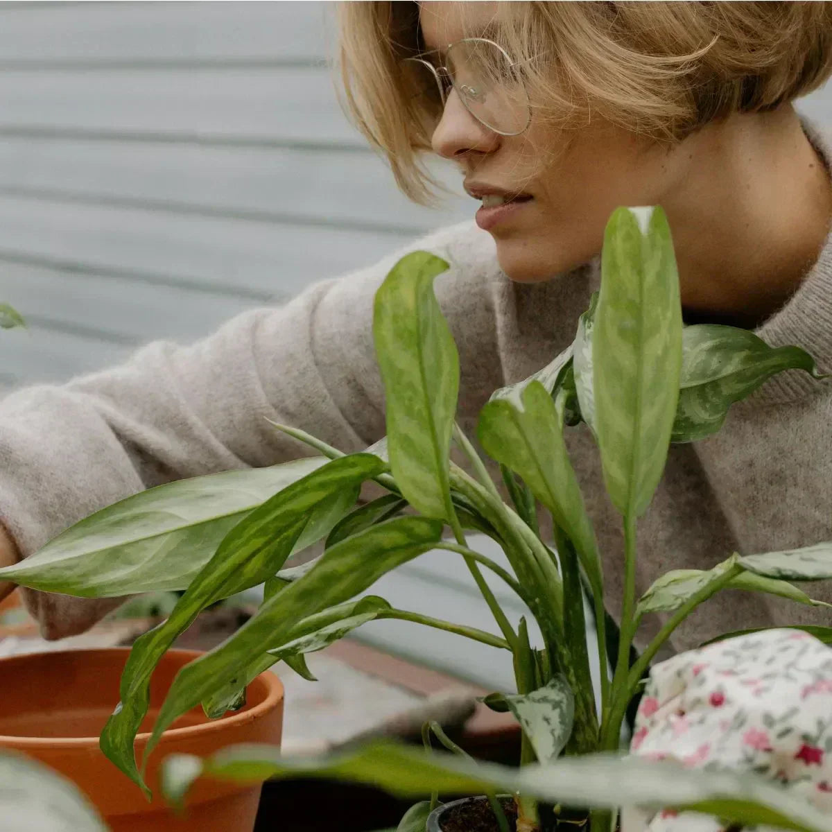 Top 7 Indoor Plants for Effortless Style and Low Maintenance