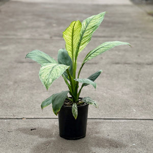 Spathiphyllum White Sensation in a 125mm pot size in an indoor plant nursery