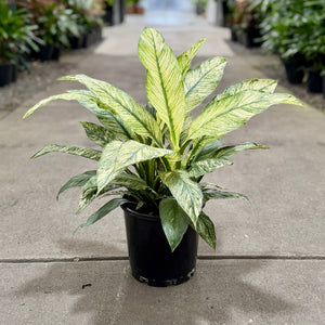 Close up of a Spathiphyllum White Sensation 200mm
