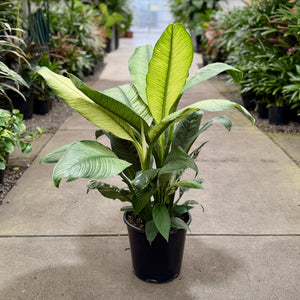 Spathiphyllum White Sensation in a 250mm pot size in an indoor plant nursery