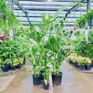 Kentia Palm - Howea forsteriana