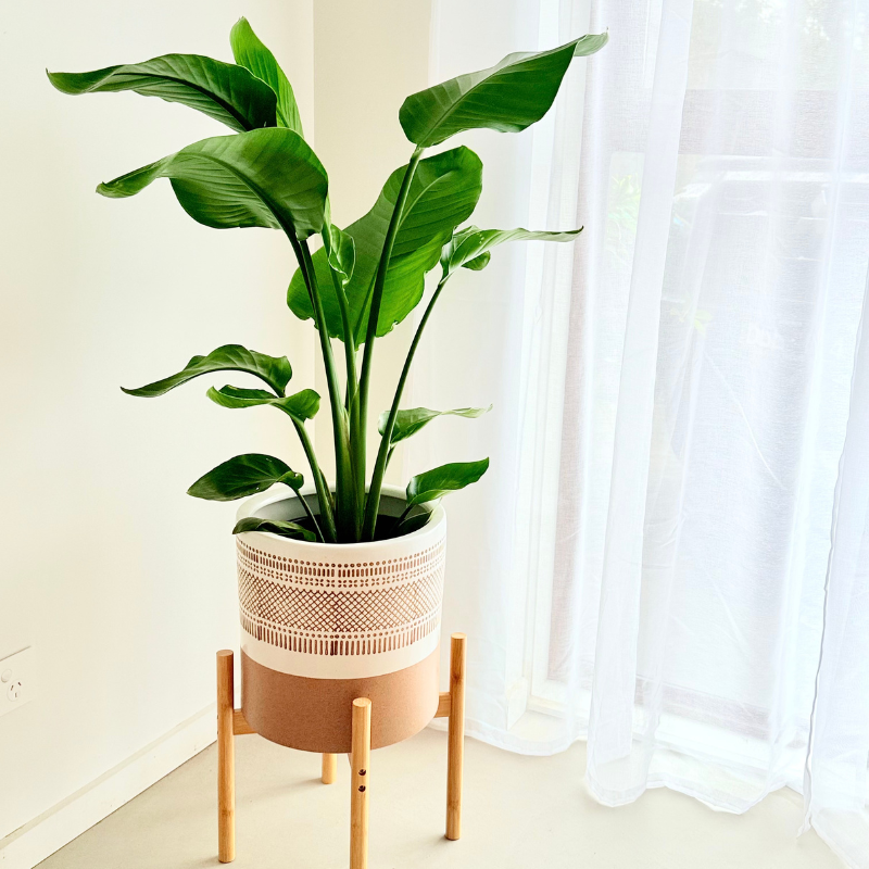 Giant Bird Of Paradise - Strelitzia nicolai