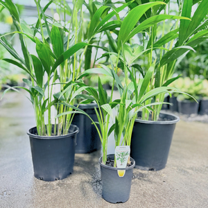 Kentia Palm - Howea forsteriana