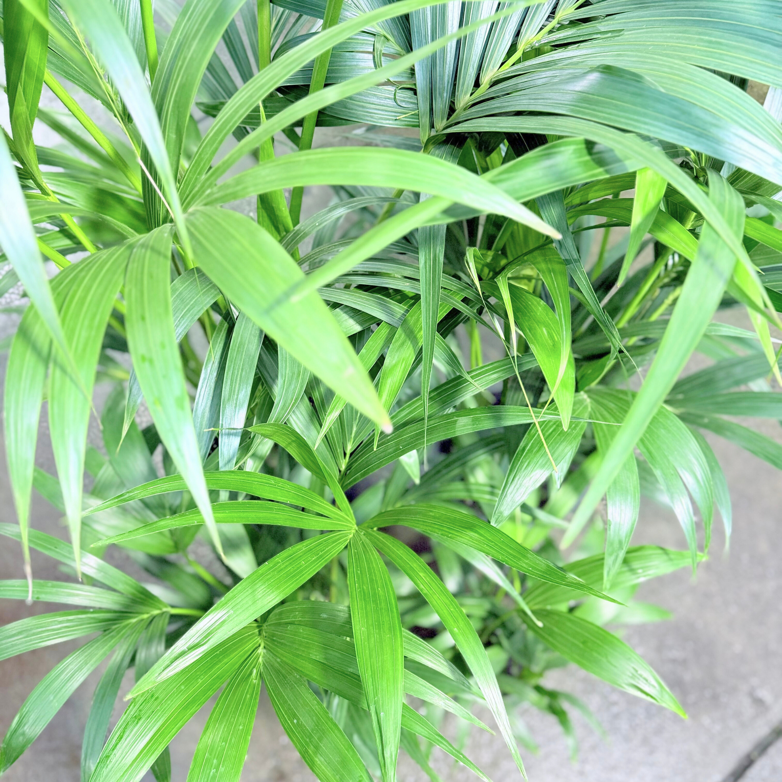Kentia Palm - Howea forsteriana