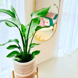 Giant Bird Of Paradise - Strelitzia nicolai