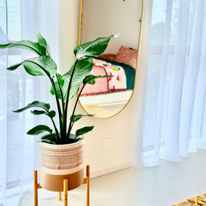 Giant Bird Of Paradise - Strelitzia nicolai
