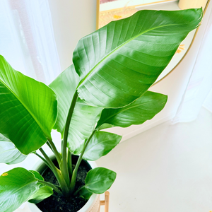 Giant Bird Of Paradise - Strelitzia nicolai