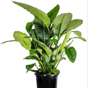 Spathiphyllum wallisii