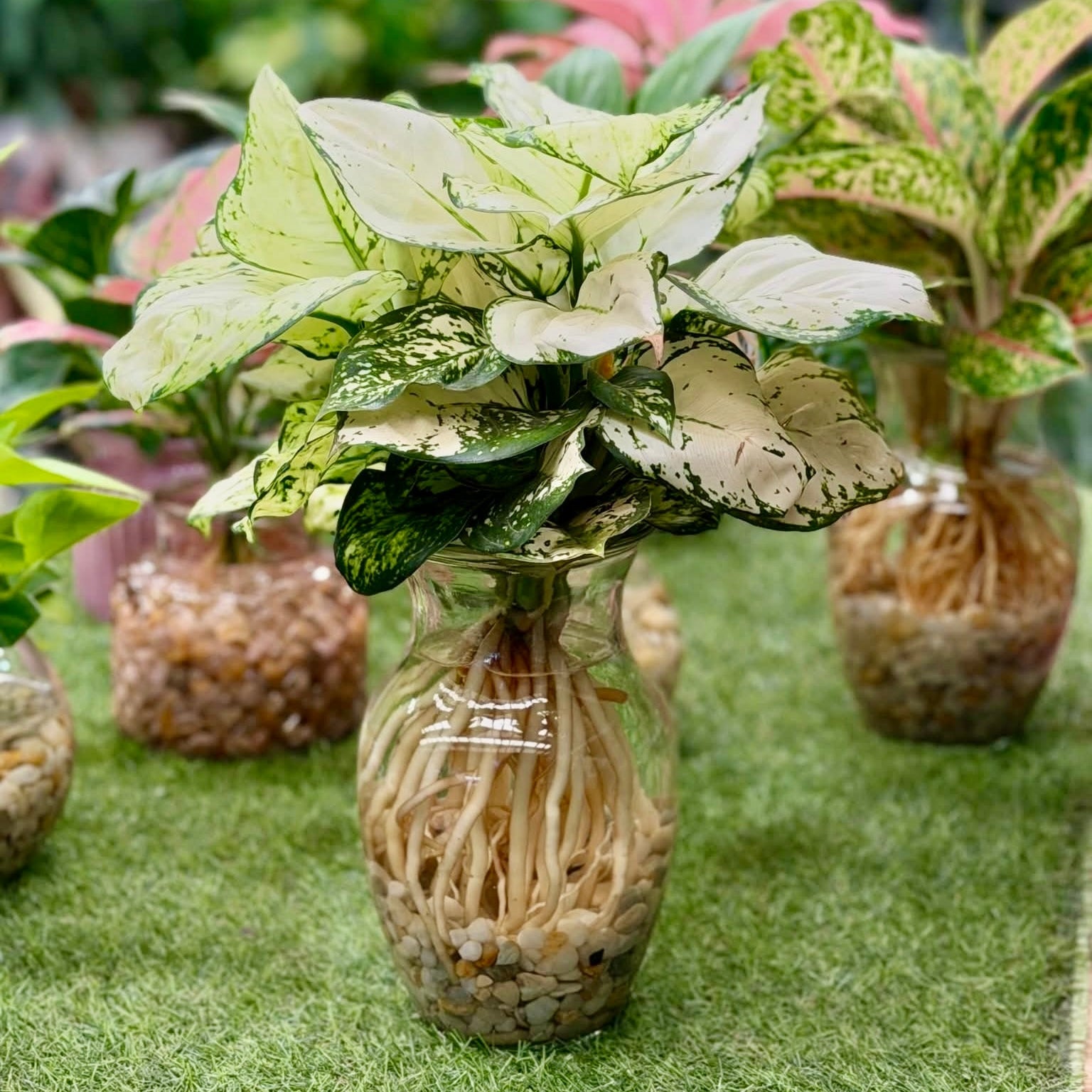Aglaonema Thai Snowflake in Tall Hydro Vase with Pebbles