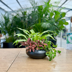 A small shallow ceramic matte black bowl planter pot featuring an array of indoor plants including a Fittonia, Pumila and Fern