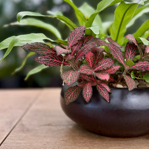 Close up of a small shallow ceramic matte black bowl planter pot featuring an array of indoor plants including a Fittonia, Pumila and Fern