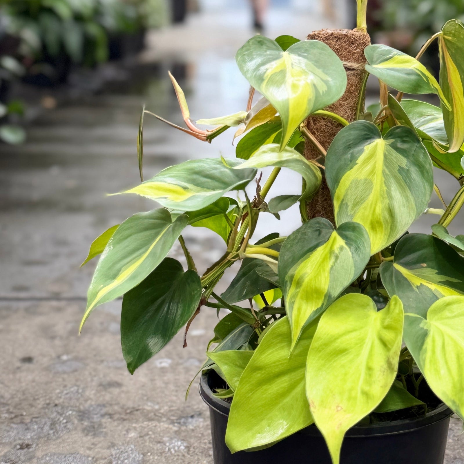 A potted variegated Philodendron Brasil plant with bright green and yellow leaves, supported by a stake in a black nursery pot, set on a concrete path in a greenhouse.