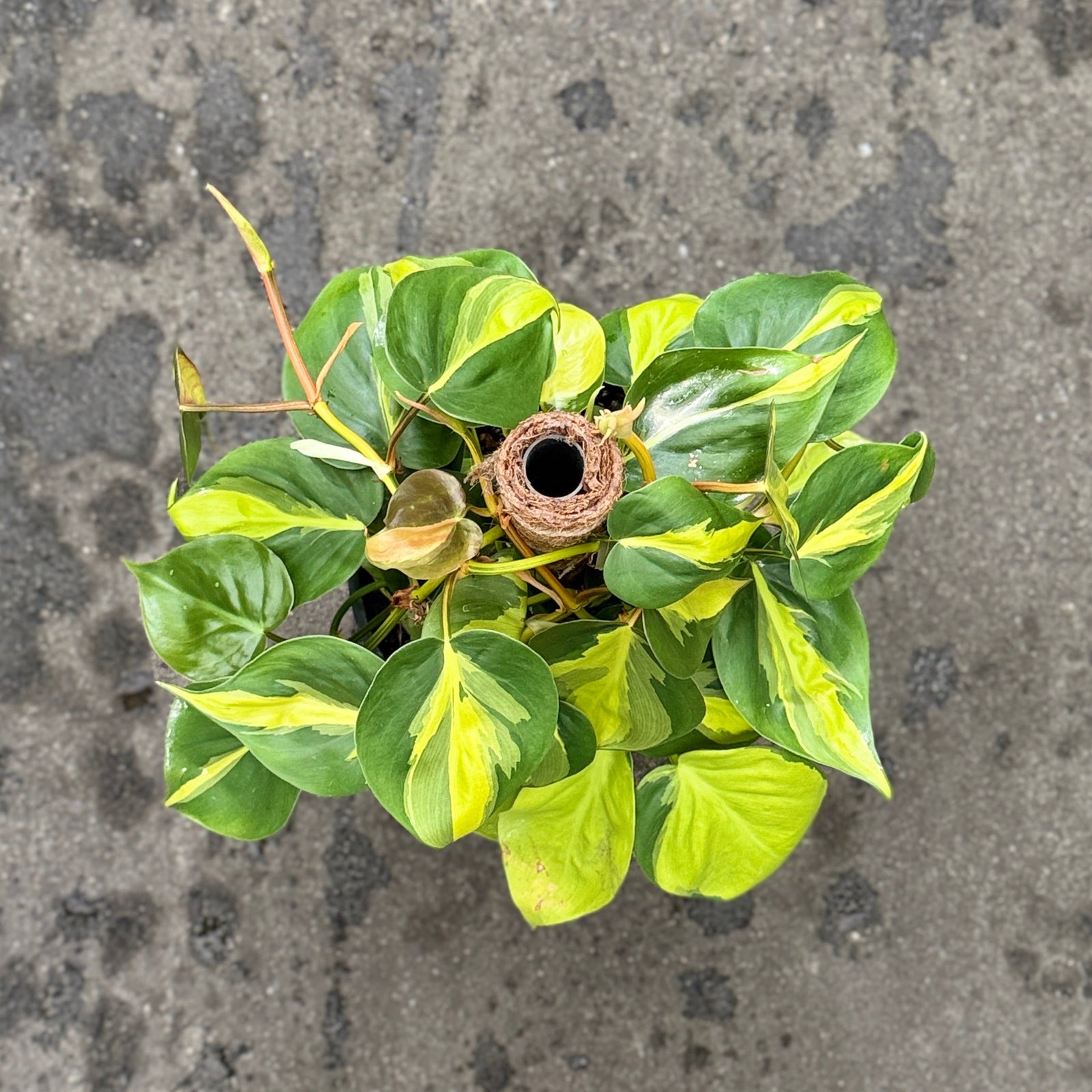 A potted plant called Philodendron Brazil  with variegated yellow-green leaves in a black nursery pot, inside an indoor plant nursery
