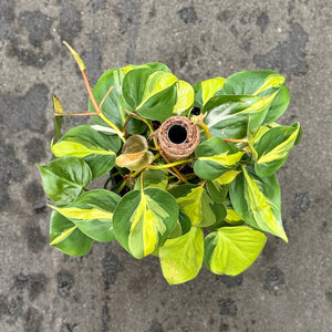 A small potted variegated Philodendron Brasil, shown from a top-down view.
