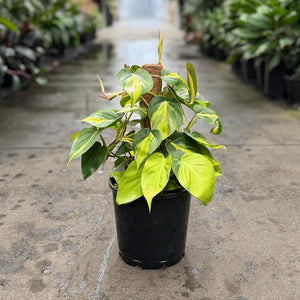 A potted variegated Philodendron Brasil plant with bright green and yellow leaves, supported by a stake in a black nursery pot, set on a concrete path in a greenhouse.