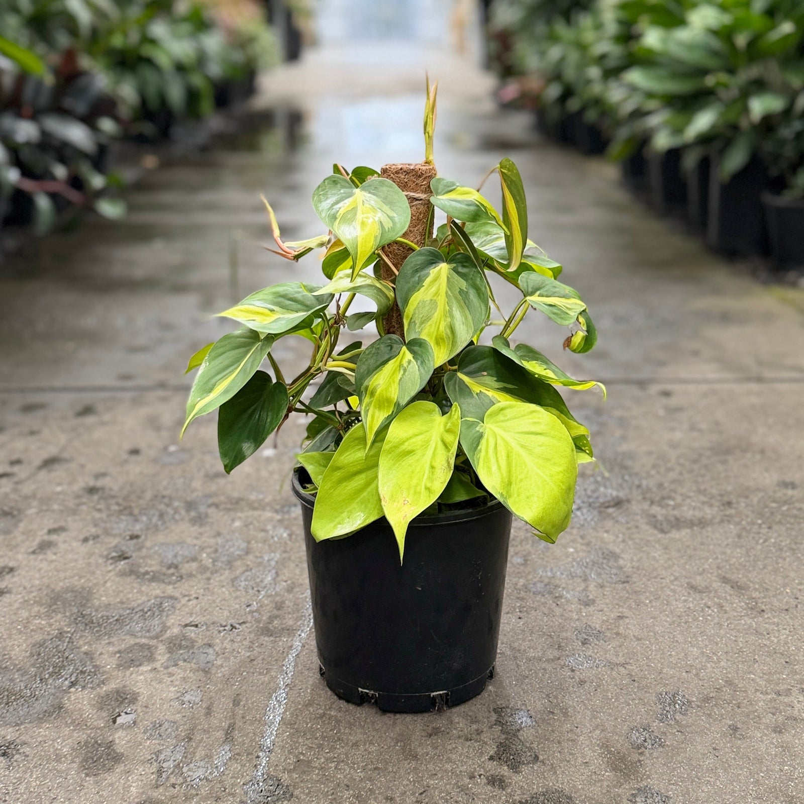 A potted plant called Philodendron Brazil  with variegated yellow-green leaves in a black nursery pot, inside an indoor plant nursery